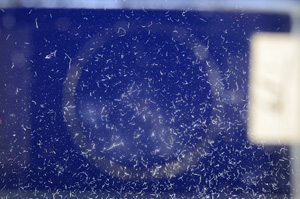 Cross Polarized, E7491