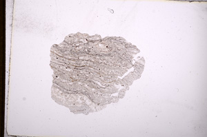 Plane Polarized, E7564