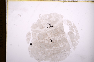 Plane Polarized, E7568