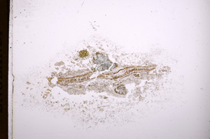 Plane Polarized, E7674