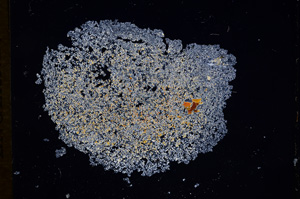 Cross Polarized, E7690