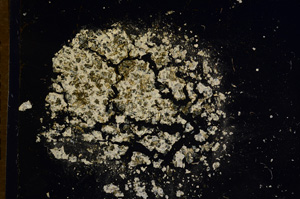 Cross Polarized, E7719