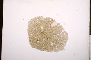 Plane Polarized, E7741