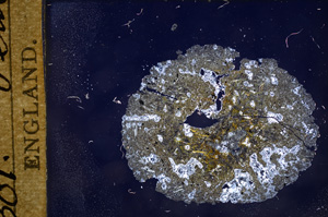 Cross Polarized, E7744