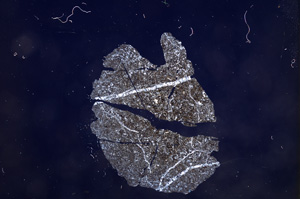 Cross Polarized, E7749