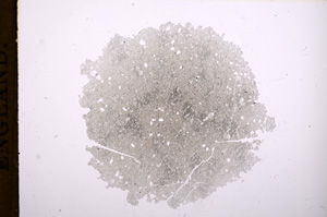 Plane Polarized, E7875