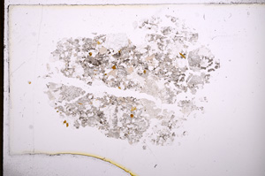 Plane Polarized, E7892