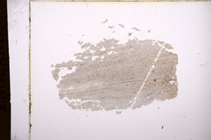 Plane Polarized, E7954