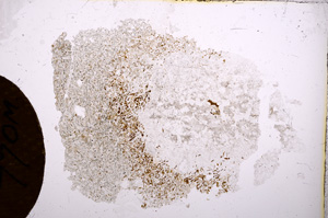 Plane Polarized, E8034
