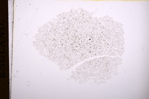 Plane Polarized, E8053