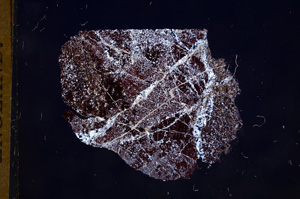 Cross Polarized, E8054