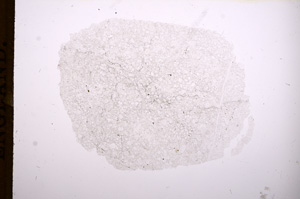 Plane Polarized, E8056