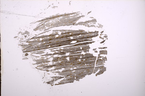 Plane Polarized, E8109