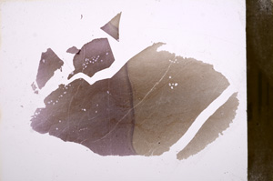 Plane Polarized, E8158