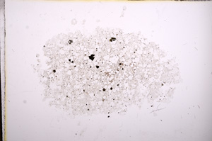 Plane Polarized, E8193