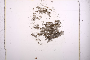 Plane Polarized, E8206
