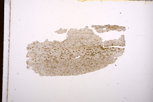 Plane Polarized, E8264