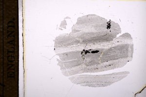 Plane Polarized, E8274
