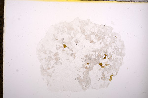 Plane Polarized, E8338