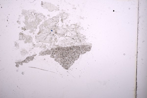 Plane Polarized, E8340