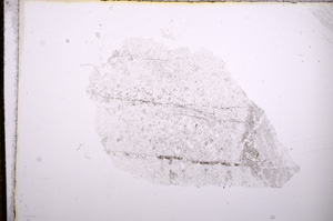 Plane Polarized, E8348