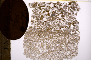 Plane Polarized, E8355