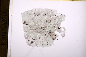 Plane Polarized, E8368