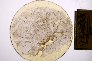 Plane Polarized, E8423