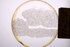 Plane Polarized, E8427