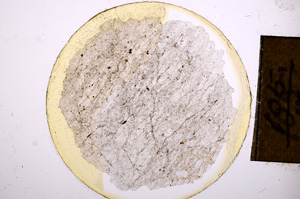 Plane Polarized, E8429