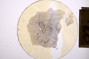 Plane Polarized, E8446