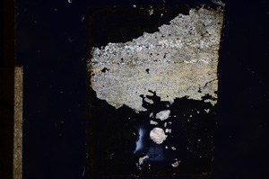 Cross Polarized, E8517