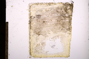 Plane Polarized, E8517