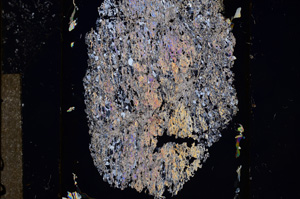 Cross Polarized, E8520