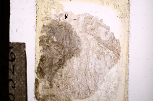 Plane Polarized, E8526