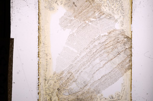 Plane Polarized, E8535