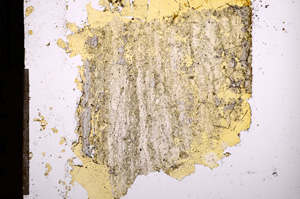 Plane Polarized, E8542
