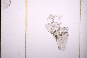 Plane Polarized, E8548