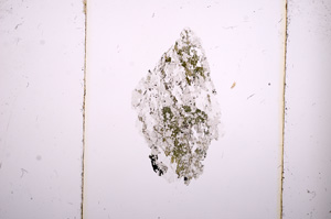 Plane Polarized, E8549