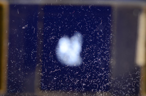 Cross Polarized, E8553