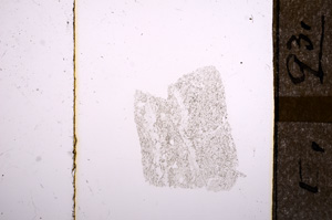 Plane Polarized, E8554