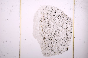 Plane Polarized, E8556