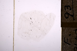 Plane Polarized, E8559