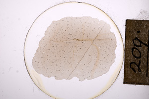 Plane Polarized, E8564