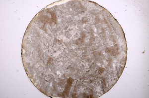 Plane Polarized, E8625