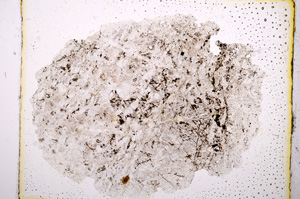 Plane Polarized, E8827