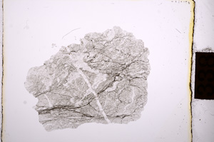 Plane Polarized, E8828