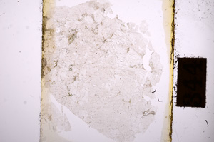 Plane Polarized, E8834