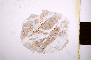 Plane Polarized, E8840