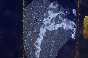 Cross Polarized, E8859